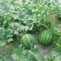 江苏东台大棚京欣西瓜畅销各地
