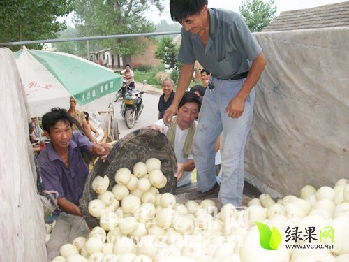 伊丽莎白价格