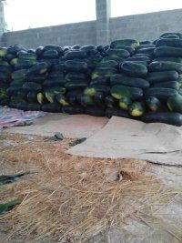 广西西乡塘黑优大冬瓜供应量大