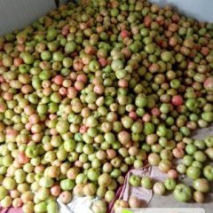 江苏兴化硬粉西红柿3千斤 价格1.6元/斤