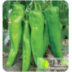 聊城金牛角辣椒大量上市