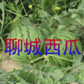 聊城京欣西瓜!抢购中