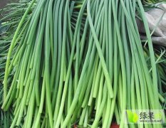 山东杂交蒜蒜薹：大蒜市苏磊