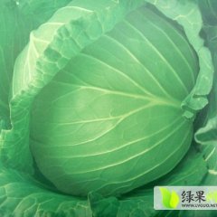 供应优质甘蓝 价格0.15元/斤！