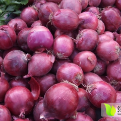 河南新野黄皮 红皮洋葱即将上市