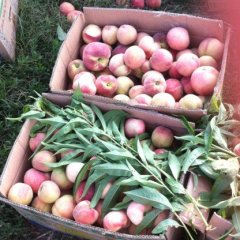 湖北枣阳春艳：七方镇王东