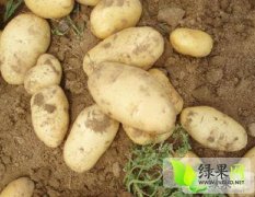 山东东昌府&#8203;我乡镇有上万亩土豆
