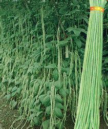河南南乐五月中旬开始供应豆角 品种多