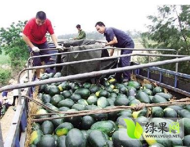 黑美人价格