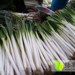 山东岱岳反季节种植铁杆大葱5月供应