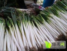 山东岱岳反季节种植铁杆大葱5月供应