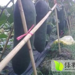 2014年大丰冬瓜种植面积大 价格电联