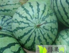 广西江洲5月中旬产地批发供应黑西瓜