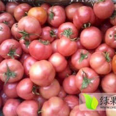 山东费县粉百利西红柿供应至6月份