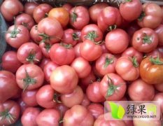 山东费县粉百利西红柿供应至6月份