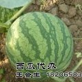 大棚西瓜种植完毕，开始预定了