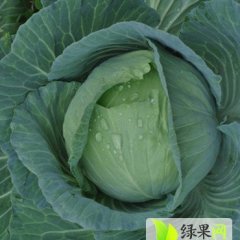 河南新野包菜：新野蔬詹永定