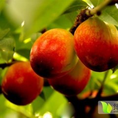 安徽来安曙光：半塔镇谢所长