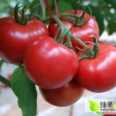 黑龙江双城现有600亩大棚西红柿供应