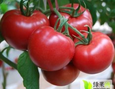黑龙江双城现有600亩大棚西红柿供应