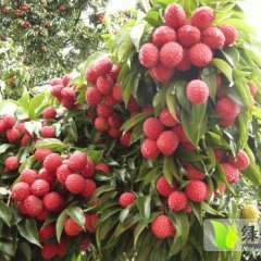 广东阳西5到6月份开始供应各品种荔枝