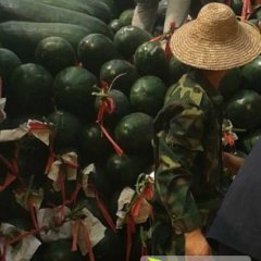 河南中牟铁冠军冬瓜批发价为0.55左右