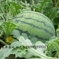 山东平阴丰抗三系列西瓜 供应期至9月