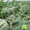 江苏沛县大量供应8424西瓜 口感好