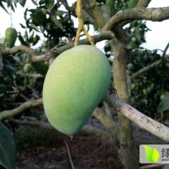 本人现有台农一号芒果四到五万斤