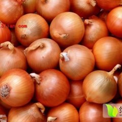 河南新野黄皮洋葱已大量上市