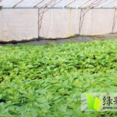 山东寿光供应花皮无籽西瓜苗