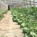 山东东昌府西瓜种植基地 供应品种全