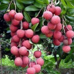 岭南荔枝的重要产地5月中旬大量上市