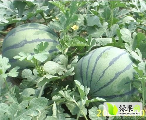 2014年山东昌乐地雷瓜价格