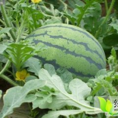 辽宁凌海西瓜7月开始供应 价格随行就市