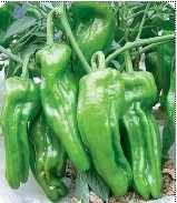 河南新野青椒大量上市了，泡椒，线椒，黄椒等
