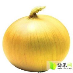 新野城郊乡黄皮洋葱价格0.2元/斤