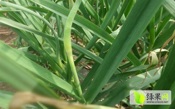 四六瓣白蒜苔价格