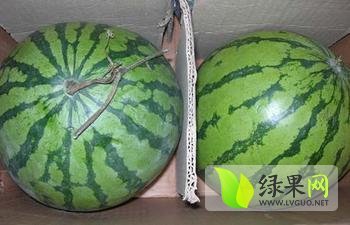麒麟西瓜价格