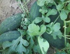 广西江洲黑美人：驮卢镇小吴