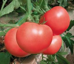 河南通许5月开始供应大量硬粉西红柿