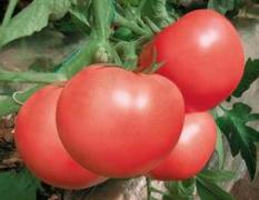 河南通许5月开始供应大量硬粉西红柿