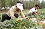 江苏沛县供应西瓜根据要求装箱 价格随市