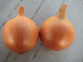 江苏丰县种植洋葱品种多 质量好易加工