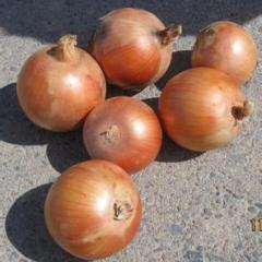 山东郯城黄皮洋葱 品质好价格便宜
