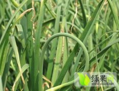 山东莘县大量蒜薹上市