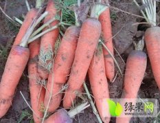 山东莱西三红萝卜种植面积大 5月中旬上市