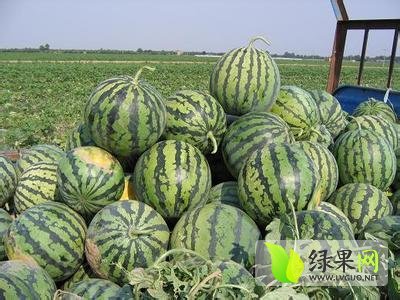 2014年山东泗水京欣价格