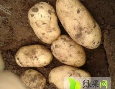 安徽烈山荷兰十五土豆种植面积5万亩