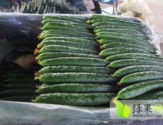 山东莘县黄瓜种植基地 质量好包装齐全